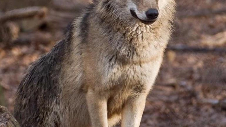 Un lupo comune, la specie più presente anche sul nostro territorio Un lupo comune, la specie più presente anche sul nostro territorio