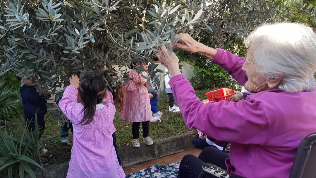 Campi Bisenzio, bambini e anziani raccolgono insieme le olive dell’Rsa Campi Bisenzio, bambini e anziani raccolgono insieme le olive dell’Rsa