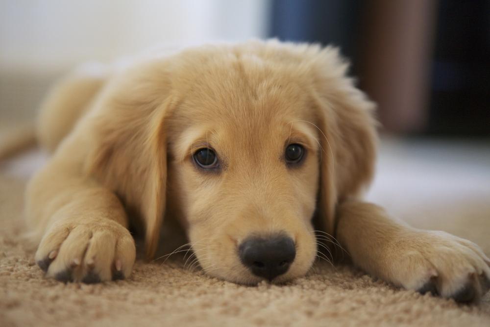 Cani insieme ai senza fissa dimora, un corso formazione a Firenze Cani insieme ai senza fissa dimora, un corso formazione a Firenze