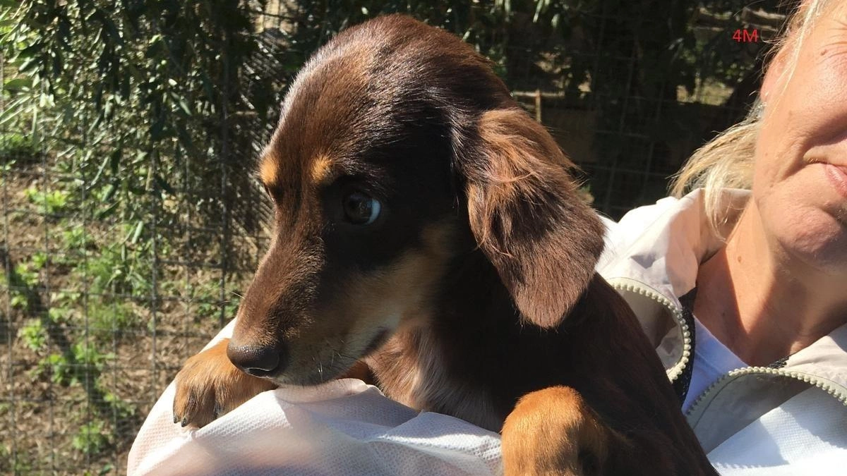52 cani salvati da condizioni disperate a Sarzana cercano una nuova casa. Dopo il sequestro, curati e pronti per l'adozione. Procedura coordinata da Asl 5, Comune di Sarzana e Oipa. 52 cani salvati da condizioni disperate a Sarzana cercano una nuova casa. Dopo il sequestro, curati e pronti per l'adozione. Procedura coordinata da Asl 5, Comune di Sarzana e Oipa.