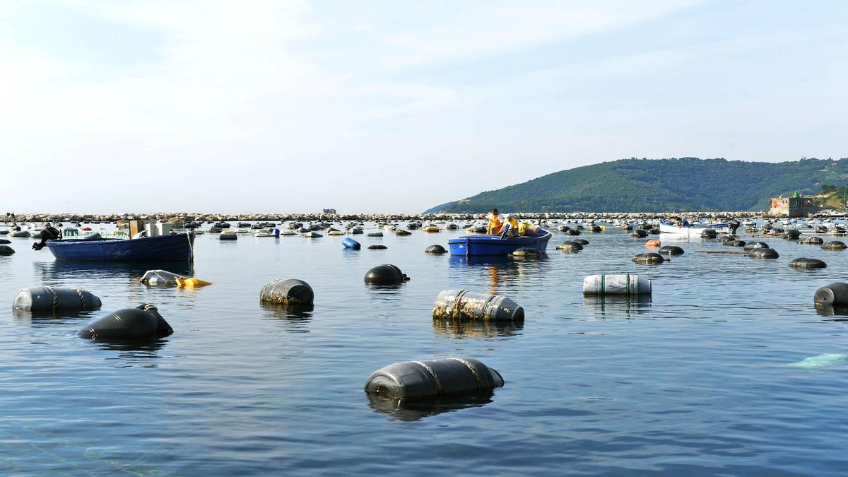 Filari di vite sospesi sul mare, al via nel golfo della Spezia una sperimentazione unica Filari di vite sospesi sul mare, al via nel golfo della Spezia una sperimentazione unica