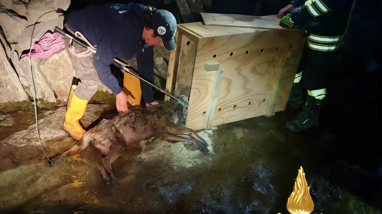 Le operazioni di recupero del lupo nel torrente Rovigo Le operazioni di recupero del lupo nel torrente Rovigo