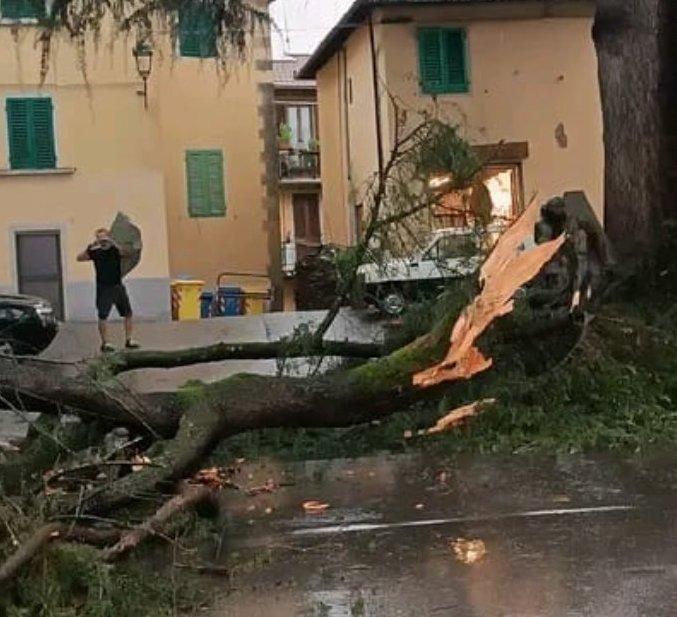 https://www.lanazione.it/image-service/view/acePublic/alias/contentid/YzIyZWZmM2YtNWQwMS00/0/verifiche-sul-cedro-secolare-rischio-abbattimento-dopo-il-crollo.jpeg?f=1.91:1&w=1200
