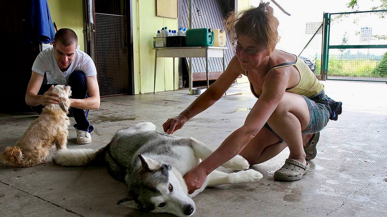 In estate gli abbandoni di cani e gatti torna a crescere: la Lav ricorda che l’abbandono è un trauma per l’animale In estate gli abbandoni di cani e gatti torna a crescere: la Lav ricorda che l’abbandono è un trauma per l’animale