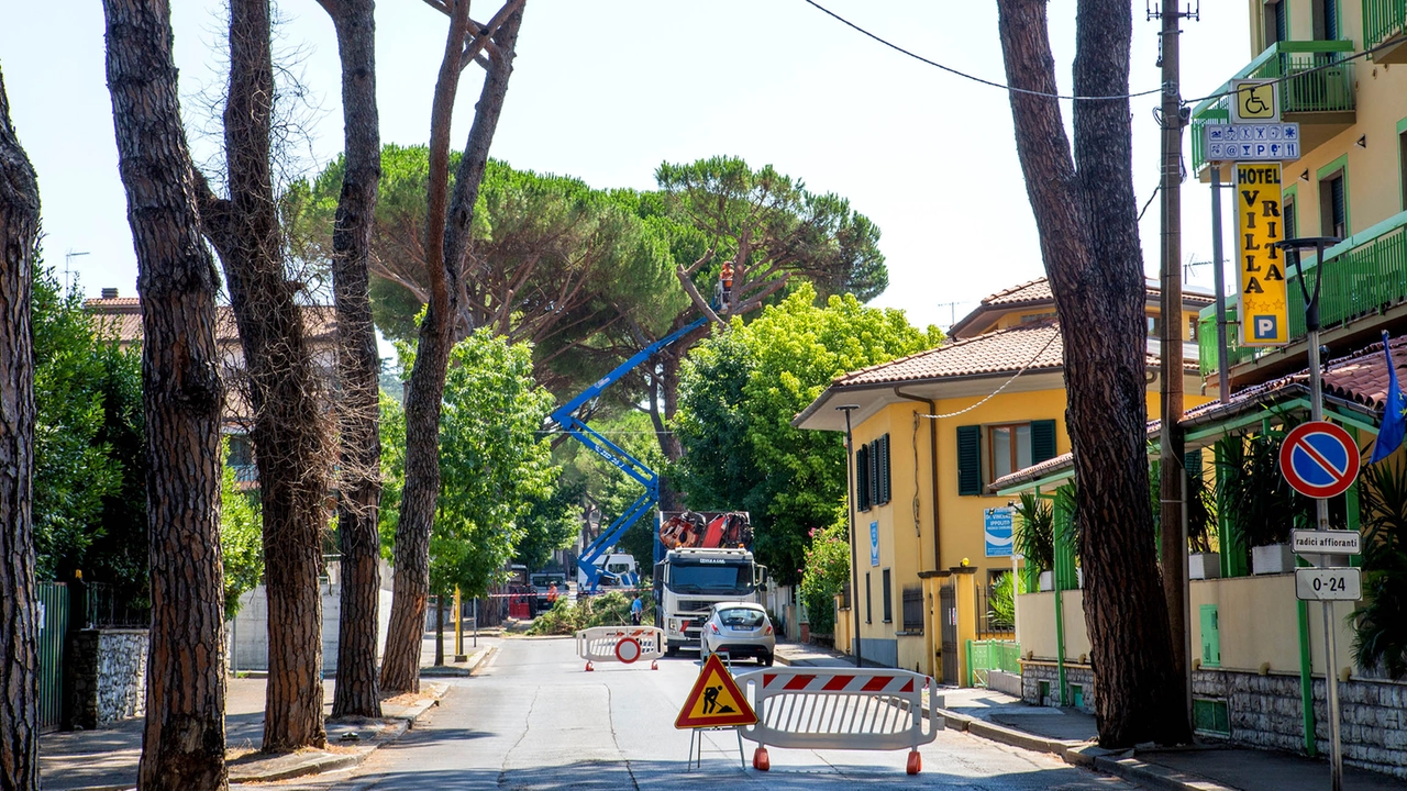 Via Marco chiusa al traffico per il taglio di un pino (Goiorani)