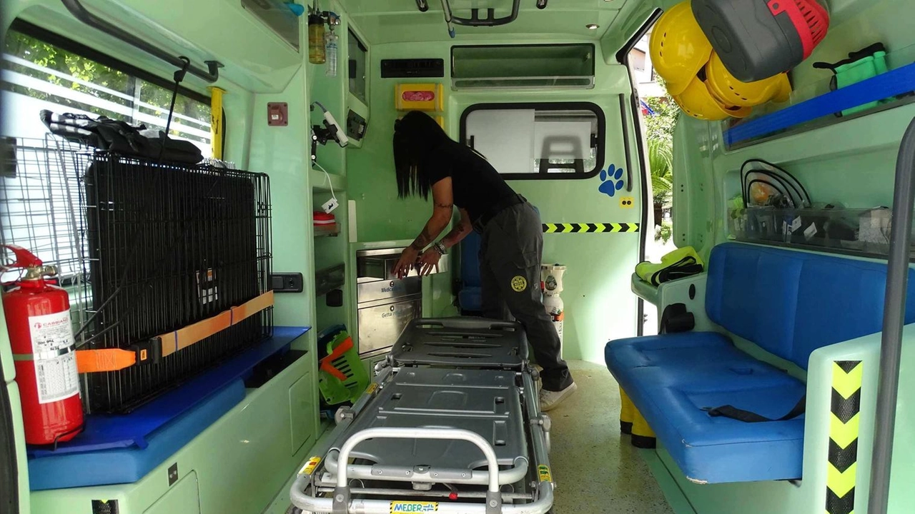 Il Nucleo Operativo Noss ricerca volontari per il servizio di soccorso veterinario, per il primo soccorso e ambulanza veterinaria,... Il Nucleo Operativo Noss ricerca volontari per il servizio di soccorso veterinario, per il primo soccorso e ambulanza veterinaria,...