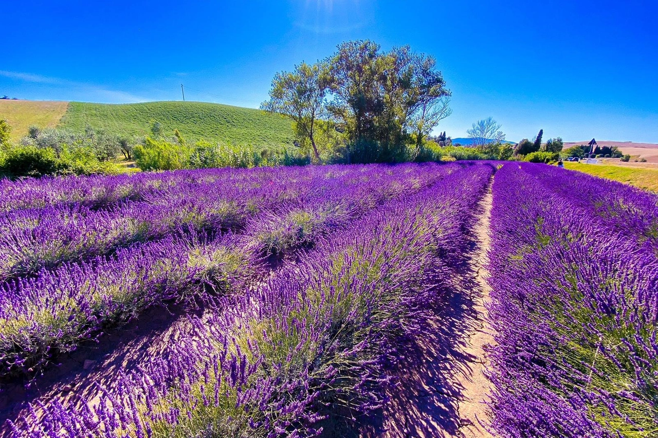 La lavanda in fiore (Foto Christian Bernardinelli)