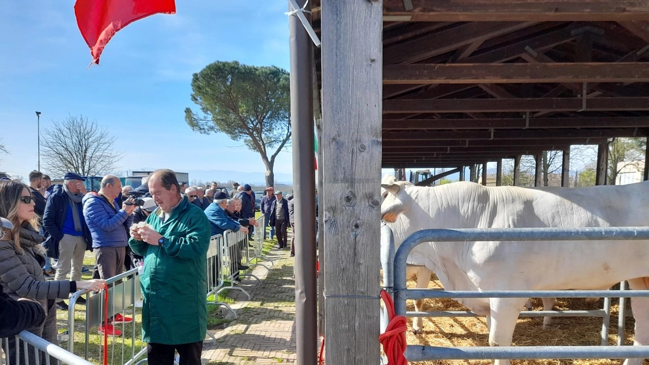 Al Foro Boario il fulcro della prima giornata di fiera, con la razza chianina e gli alpaca