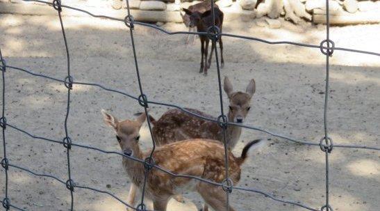 Uniti per Lignano: la petizione. Nasce l’associazione per l’area: "Rivogliamo gli animali nel parco" Uniti per Lignano: la petizione. Nasce l’associazione per l’area: "Rivogliamo gli animali nel parco"