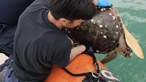Gli uomini della Guardia Costiere rimettono in acqua la tartaruga marina dopo averla liberata dalle reti da pesca