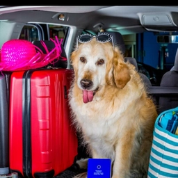 Ponte del 1 maggio in Toscana: dove andare in vacanza col cane?