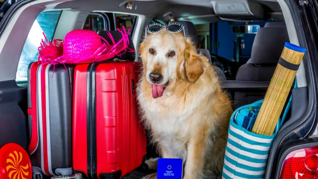 In vacanza con gli amici a 4 zampe (foto di repertorio Ansa)