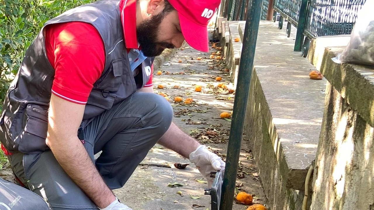 L’intervento di derattizzazione deve essere effettuato nella zona alle spalle dello stadio di Poggio L’intervento di derattizzazione deve essere effettuato nella zona alle spalle dello stadio di Poggio