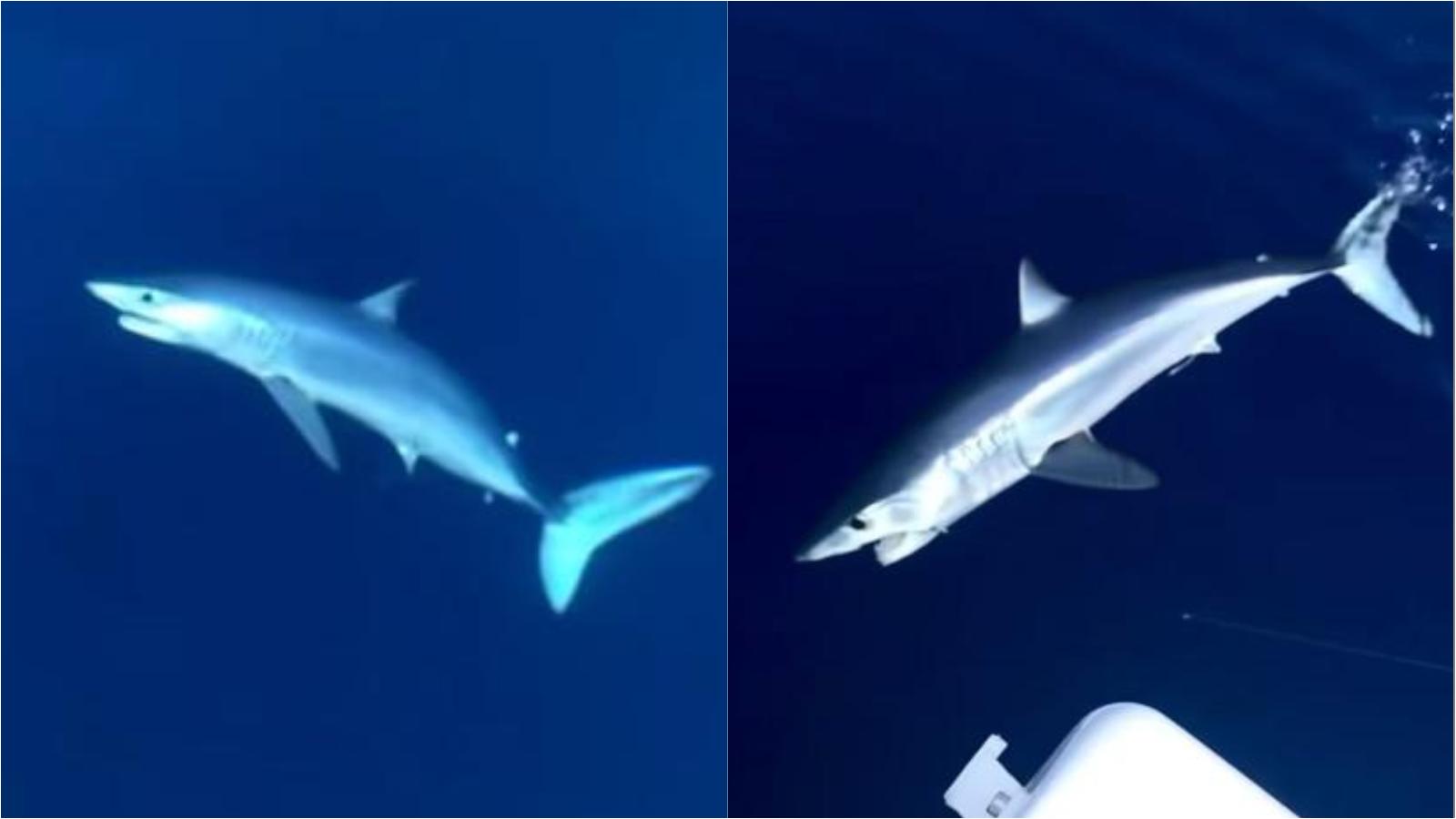 Pescano al largo di Marina di Pisa e si imbattono in uno squalo mako Pescano al largo di Marina di Pisa e si imbattono in uno squalo mako