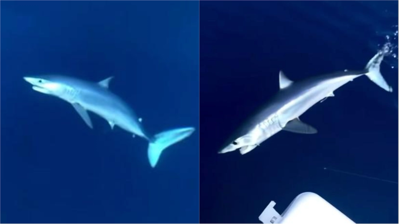 Lo squalo mako a Marina di Pisa