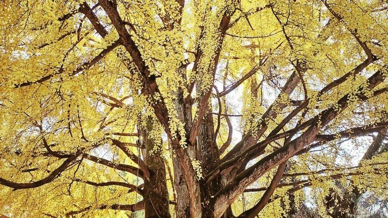 Per la giornata nazionale degli alberi l’iniziativa che si svolgerà nel fine settimana con gli esperti. Per la giornata nazionale degli alberi l’iniziativa che si svolgerà nel fine settimana con gli esperti.