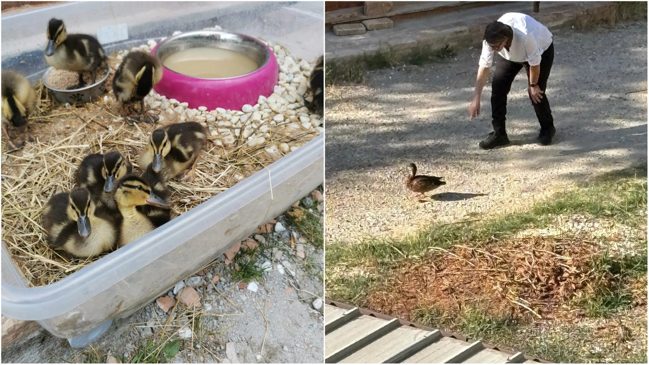 Gli anatroccoli salvati Gli anatroccoli salvati