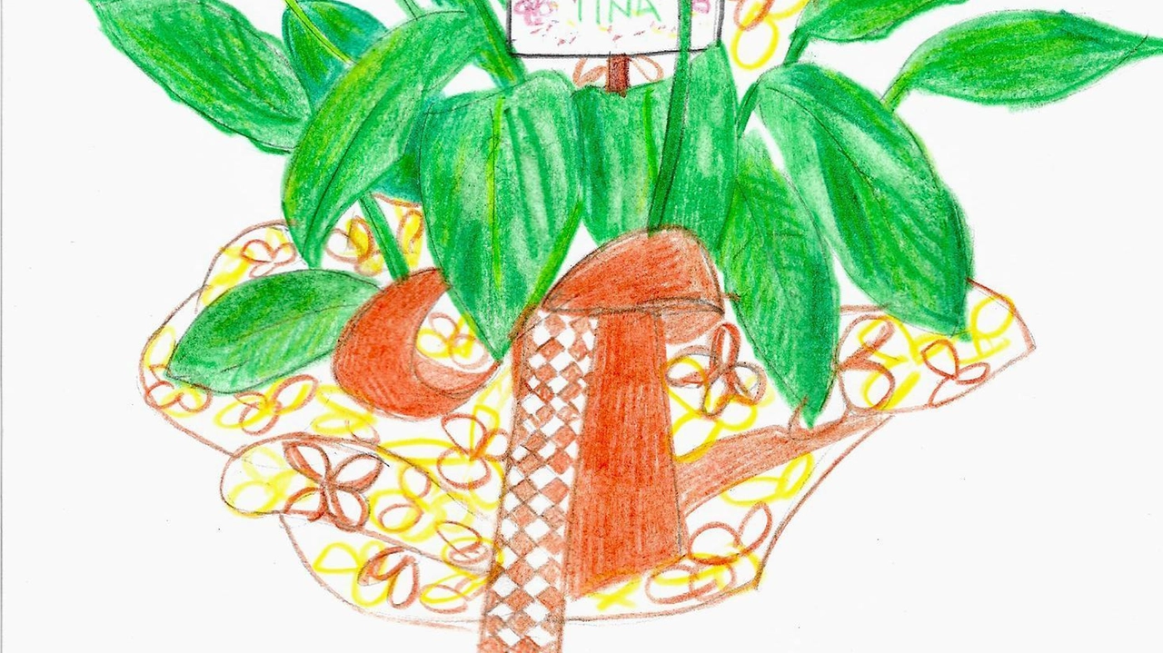 Disegno della Spathiphyllum Disegno della Spathiphyllum