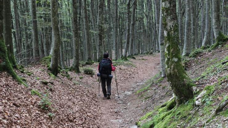 foreste foreste