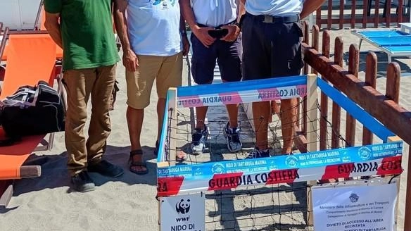 Marina di Massa, entusiasmo per la nascita delle tartarughine. Volontari in campo per la tutela: "No alle luci e agli schiamazzi". Marina di Massa, entusiasmo per la nascita delle tartarughine. Volontari in campo per la tutela: "No alle luci e agli schiamazzi".