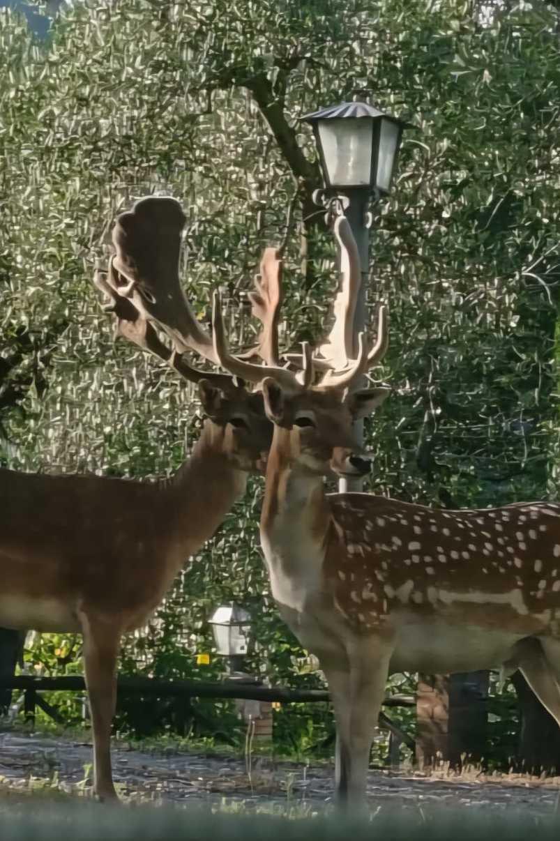Due daini scomparsi ad Assisi. Si teme l’uccisione degli animali: "Far luce subito sull’accaduto" Due daini scomparsi ad Assisi. Si teme l’uccisione degli animali: "Far luce subito sull’accaduto"