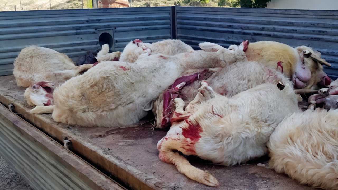L’allevatore ha ritrovato le carcasse ieri mattina a pochi metri da casa L’allevatore ha ritrovato le carcasse ieri mattina a pochi metri da casa