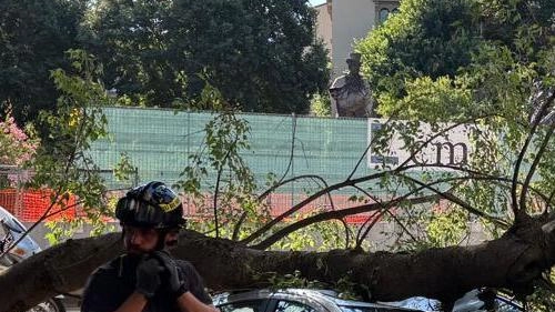 Viale Gramsci, tragedia sfiorata. Grosso ramo cade su un’auto. Il Comune: "Rottura improvvisa"