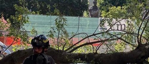 Viale Gramsci, tragedia sfiorata. Grosso ramo cade su un’auto. Il Comune: "Rottura improvvisa"