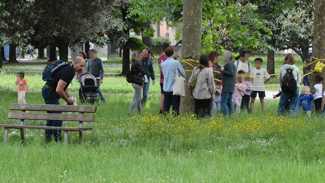 https://www.lanazione.it/image-service/view/acePublic/alias/contentid/YzVmNzhiZjctZmIxOS00/0/erba-alta-in-numerose-aree-verdi-cittadine-scatta-la-manutenzione-dopo-le-segnalazioni.jpeg?f=16:9&w=1200&h=630