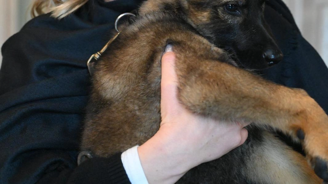 Via al premio Animal Awards Lav 2025, un riconoscimento che Lav ha deciso di assegnare a coloro che si sono... Via al premio Animal Awards Lav 2025, un riconoscimento che Lav ha deciso di assegnare a coloro che si sono...