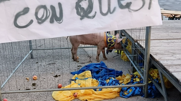 Il maiale con i colori rivali: la vicenda, classificata in città come sfottò da molti, crea in realtà polemica. Duro comunicato degli animalisti (Fonte Arezzo Tv) Il maiale con i colori rivali: la vicenda, classificata in città come sfottò da molti, crea in realtà polemica. Duro comunicato degli animalisti (Fonte Arezzo Tv)