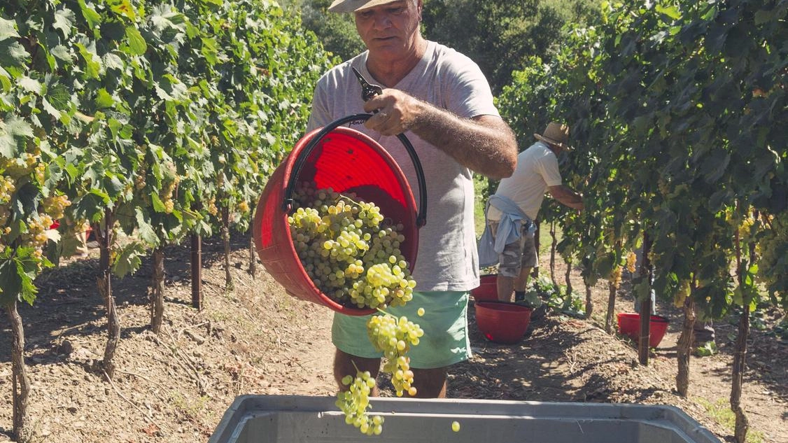 Un momento della vendemmia sul territorio della Val di Magra, ricco di vigneti e aziende vinicole, in una fotografia di archivio Un momento della vendemmia sul territorio della Val di Magra, ricco di vigneti e aziende vinicole, in una fotografia di archivio