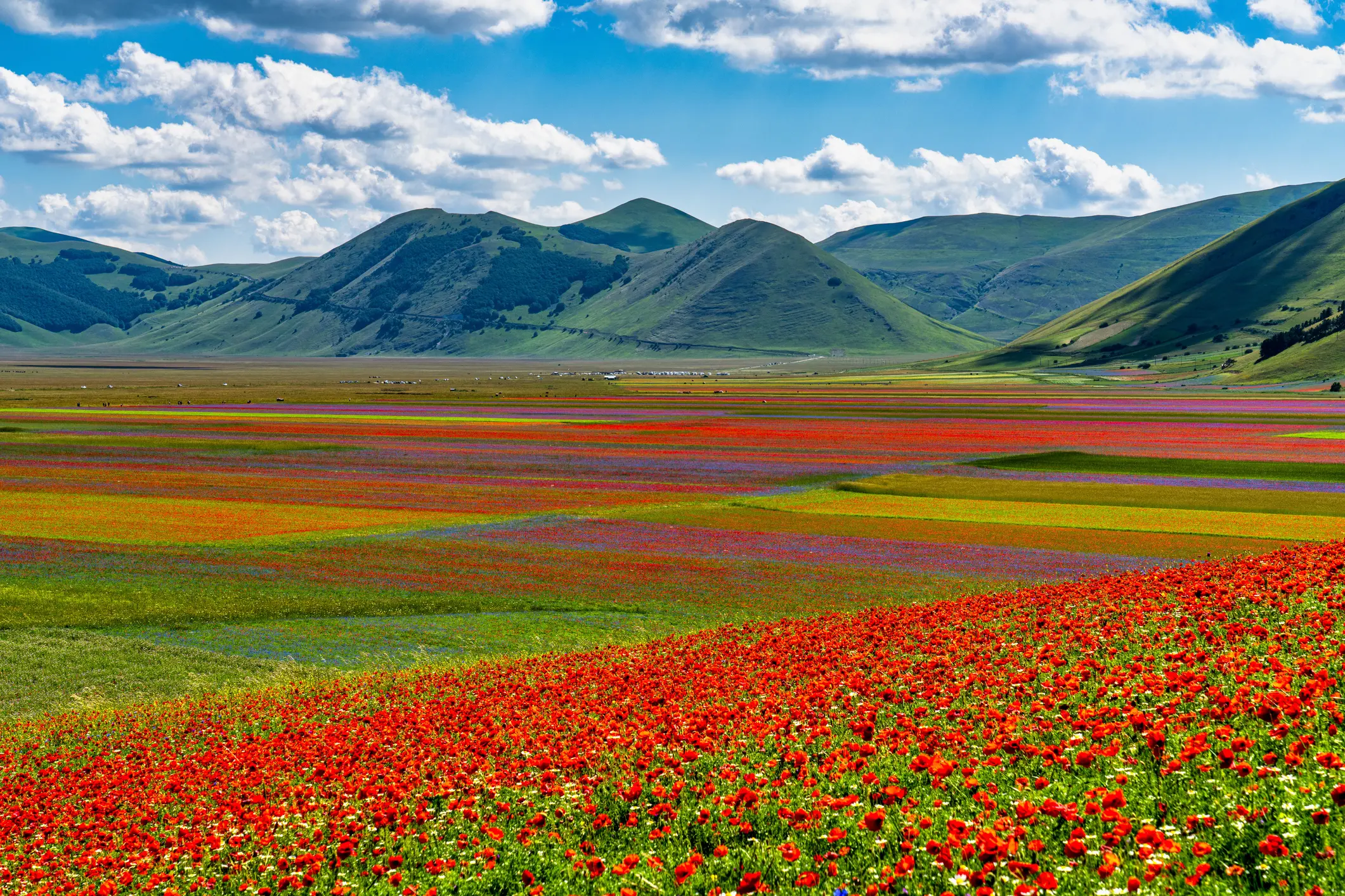 Fioritura Castelluccio di Norcia 2025, torna la magia: quando andare, regole e parcheggi Fioritura Castelluccio di Norcia 2025, torna la magia: quando andare, regole e parcheggi