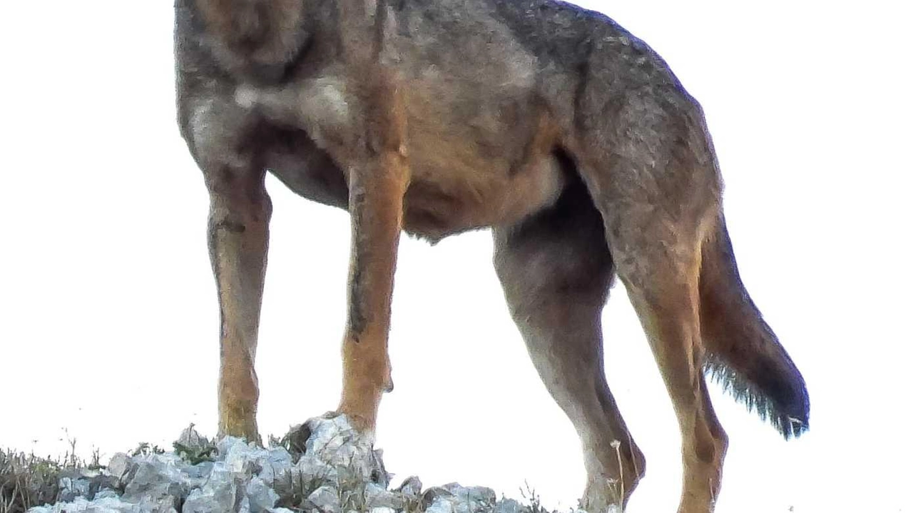 Il lupo è un vero problema per gli allevatori lunigianesi Il lupo è un vero problema per gli allevatori lunigianesi