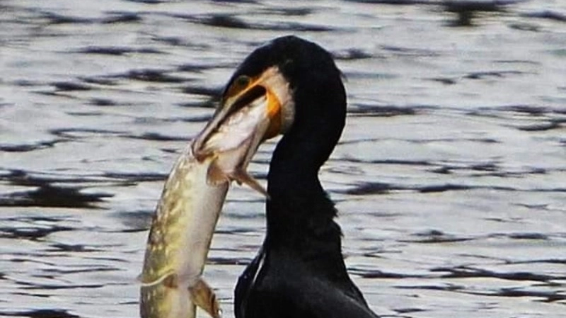 Un Cormorano che cattura un pesce dei nostri torrenti Un Cormorano che cattura un pesce dei nostri torrenti