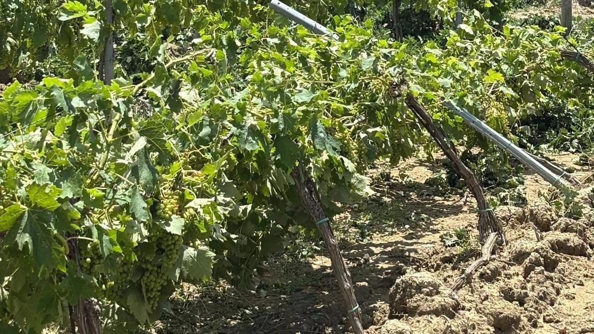 Un filare abbattuto dalla grandine di domenica Un filare abbattuto dalla grandine di domenica