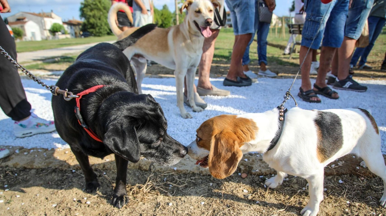 Mille marinelli chiedono all’amministrazione uno sgambatoio in via Bassagrande dal momento che non sanno dove far giocare e scorrazzare i. propri cani