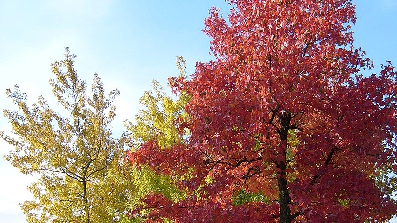 Il bilancio arboreo del Comune Il bilancio arboreo del Comune