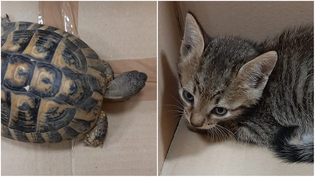 La tartaruga e uno dei gattini salvati La tartaruga e uno dei gattini salvati