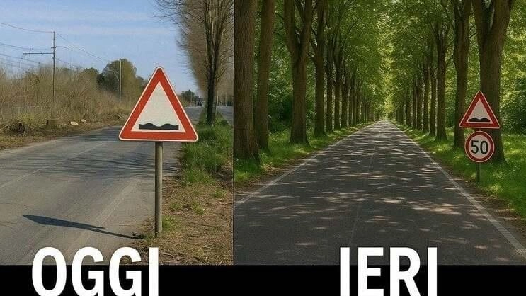 La costruzione fotografica proposta dal Comitato difesa alberi