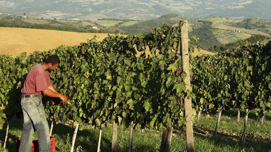 Buon andamento della raccolta nei sette comuni del Montecucco Buon andamento della raccolta nei sette comuni del Montecucco