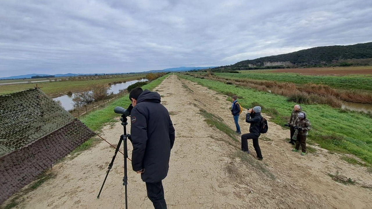Sarà possibile fare birdwatching nella zona delle «Macchiozze», solitamente chiusa Sarà possibile fare birdwatching nella zona delle «Macchiozze», solitamente chiusa