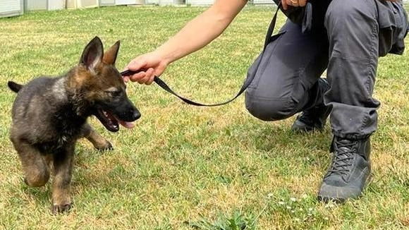 A Castiglione del Lago, inizia il trasferimento del centro cinofilo della Guardia di Finanza per motivi logistici. Il Consiglio comunale ha approvato un protocollo di intesa per la realizzazione delle nuove infrastrutture. A Castiglione del Lago, inizia il trasferimento del centro cinofilo della Guardia di Finanza per motivi logistici. Il Consiglio comunale ha approvato un protocollo di intesa per la realizzazione delle nuove infrastrutture.
