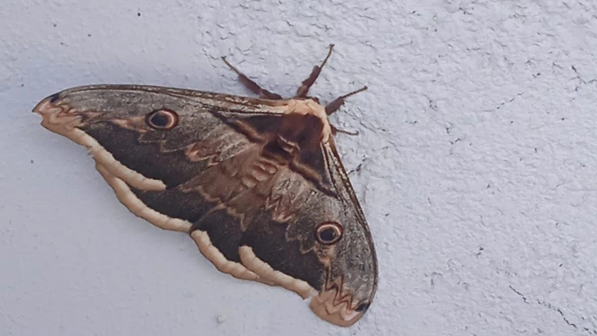 Un esemplare di saturnia del pero ha incantato gli alunni della “Don Sirio Politi“. Sempre più raro incontrarne in città, "ma sono indicatori della salute degli ecosistemi". Un esemplare di saturnia del pero ha incantato gli alunni della “Don Sirio Politi“. Sempre più raro incontrarne in città, "ma sono indicatori della salute degli ecosistemi".