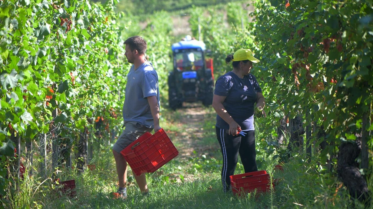 I vini senesi sono prodotti di ottima qualità venduti in tutto il mondo anche se gli Stati Uniti sono i principali destinatari I vini senesi sono prodotti di ottima qualità venduti in tutto il mondo anche se gli Stati Uniti sono i principali destinatari