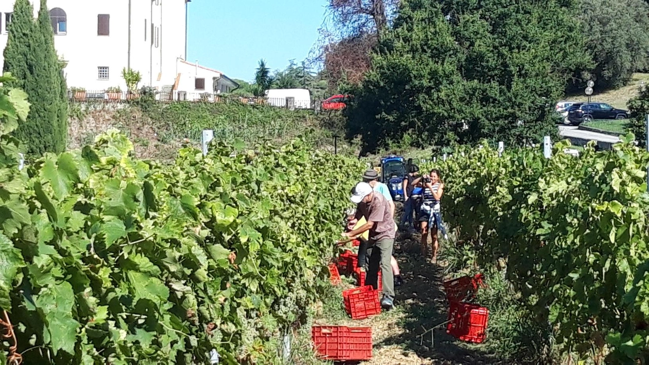 Dopo anni è stata approvata la richiesta di allargare la superficie vinicola . La soddisfazione anche della Cia che chiede di dare continuità al piano. Dopo anni è stata approvata la richiesta di allargare la superficie vinicola . La soddisfazione anche della Cia che chiede di dare continuità al piano.