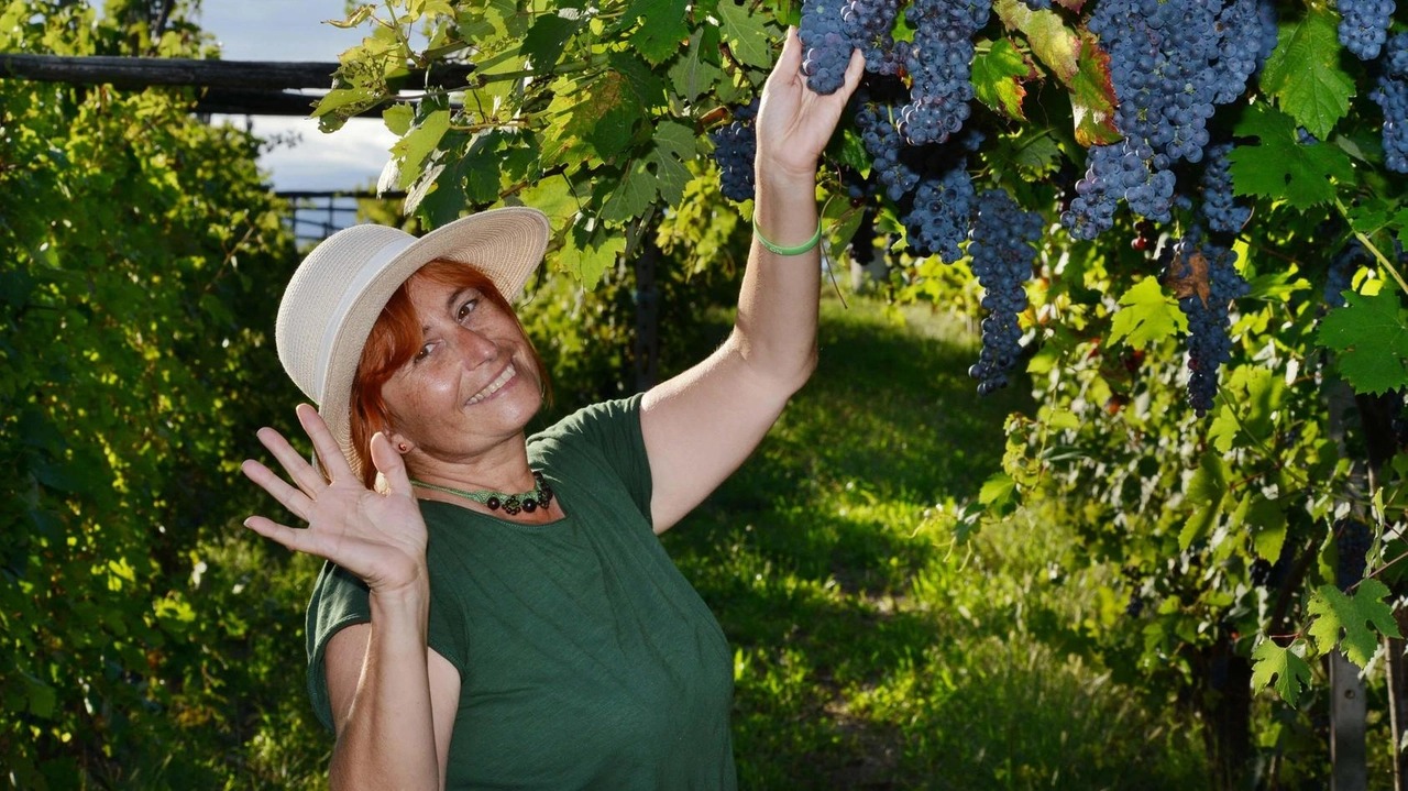Il clima delle vendemmia attira sempre molti turisti appassionati delle campagna della provincia di Siena, ricche di storie, tradizione Il clima delle vendemmia attira sempre molti turisti appassionati delle campagna della provincia di Siena, ricche di storie, tradizione