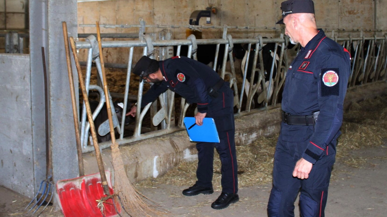 I carabinieri della Forestale durante un controllo per la tutela degli animali: maltrattamenti e abbandoni sono fenomeni sempre più diffusi (foto d’archivio) I carabinieri della Forestale durante un controllo per la tutela degli animali: maltrattamenti e abbandoni sono fenomeni sempre più diffusi (foto d’archivio)