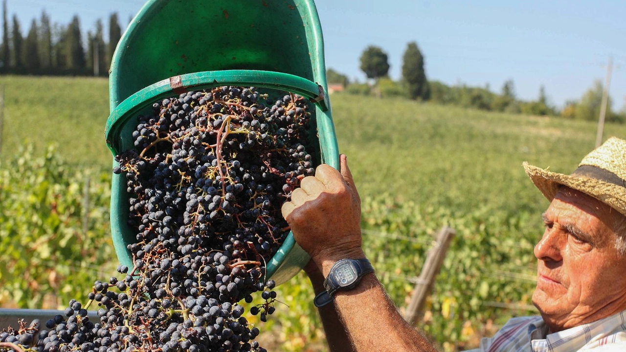 Il Chianti è uno dei. vini italiani più conosciuti nel mondo e Castellina in Chianti ha il primato di superficie vitivinicola