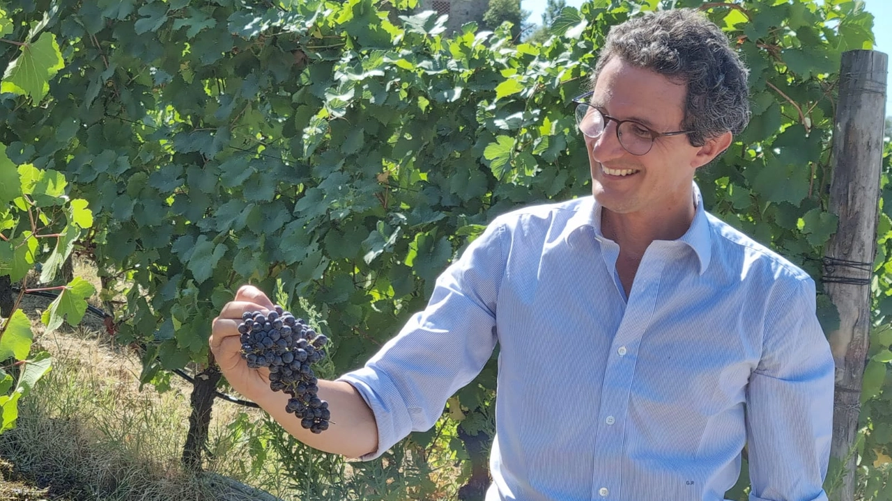 Vendemmia già finita per il pinot nero di Bagnolo di Marchesi Pancrazi Vendemmia già finita per il pinot nero di Bagnolo di Marchesi Pancrazi